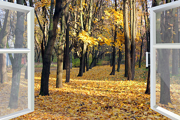 Image showing opened window to autumn park