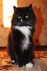 Image showing black cat sitting on the carpet