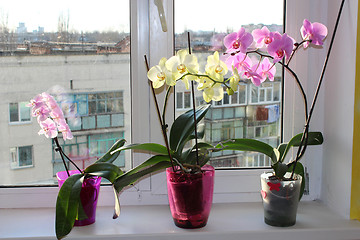 Image showing three multicolor blossoming orchids on window-sill