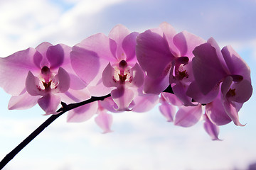 Image showing orchid pink and blossoming 