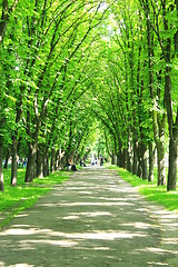 Image showing park with green trees