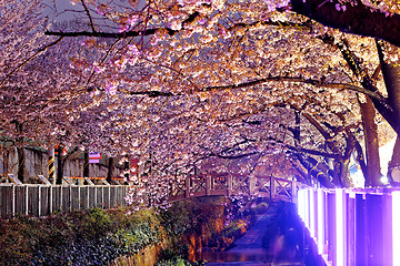 Image showing cherry blossoms at night