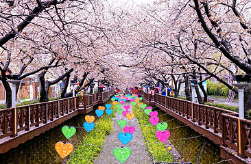 Image showing cherry blossoms at day busan city in korea