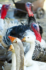 Image showing geese and turkeys