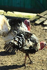 Image showing turkeys in the yard