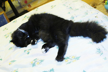 Image showing cat lying prone on the bed