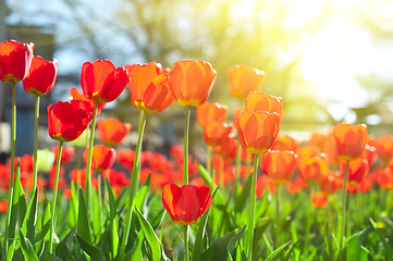 Image showing tulips 