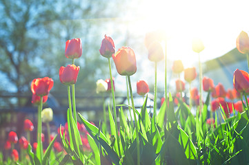 Image showing tulips 