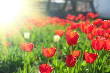 Image showing tulips 