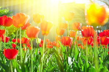 Image showing tulips 