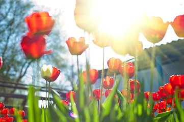 Image showing tulips 