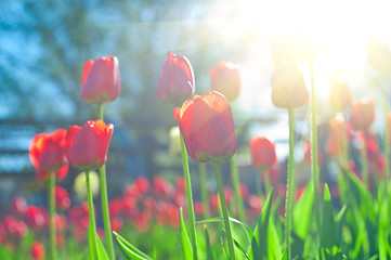 Image showing tulips 