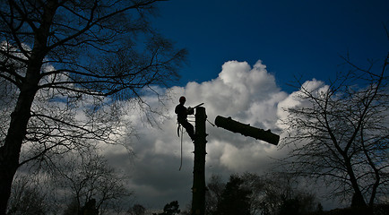 Image showing Woodcutter silhouette on the top of a tree in action in denmark 