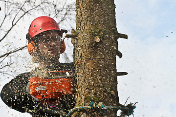 Image showing Woodcutter closeup in action in denmark 