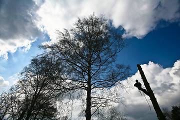 Image showing Woodcutter silhouette on the top of a tree in action in denmark 