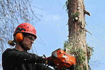 Image showing Woodcutter in action in denmark 