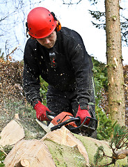 Image showing Woodcutter with chainsaw in action in denmark 