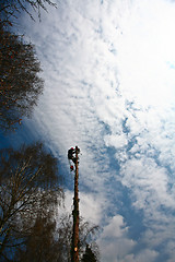 Image showing Woodcutter silhouette on the top of a tree in action in denmark 