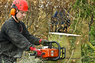 Image showing Woodcutter with chainsaw in action in denmark 