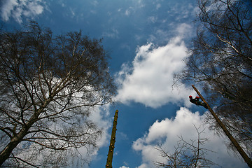 Image showing Woodcutter silhouette on the top of a tree in action in denmark 