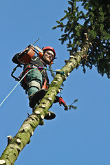 Image showing Woodcutter in action in a tree in denmark 