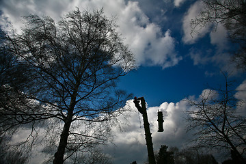 Image showing Woodcutter silhouette on the top of a tree in action in denmark 