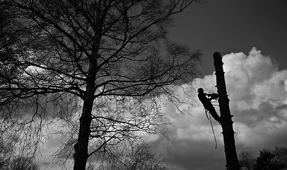 Image showing Woodcutter silhouette on the top of a tree in action in denmark 