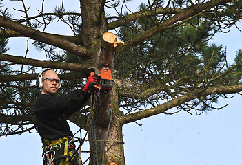 Image showing Woodcutter in action in a tree in denmark 