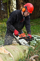 Image showing Woodcutter with chainsaw in action in denmark 