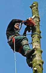 Image showing Woodcutter in action in a tree in denmark 