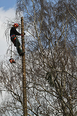 Image showing Woodcutter closeup in action in denmark 