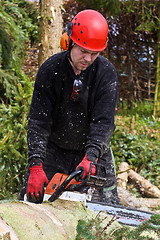 Image showing Woodcutter with chainsaw in action in denmark 