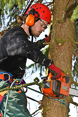 Image showing Woodcutter closeup in action in denmark 