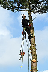 Image showing Woodcutter in action in a tree in denmark 