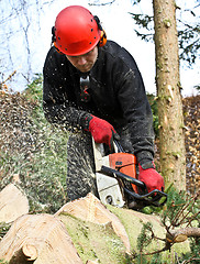 Image showing Woodcutter with chainsaw in action in denmark 