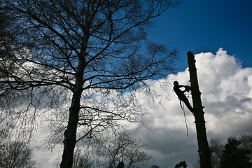 Image showing Woodcutter silhouette on the top of a tree in action in denmark 