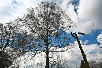 Image showing Woodcutter silhouette on the top of a tree in action in denmark 