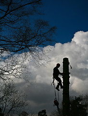 Image showing Woodcutter silhouette on the top of a tree in action in denmark 