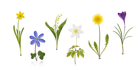 Image showing Springtime Wildflowers