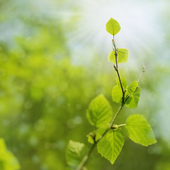 Image showing New Leaves