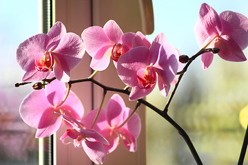 Image showing blossoming pink orchid