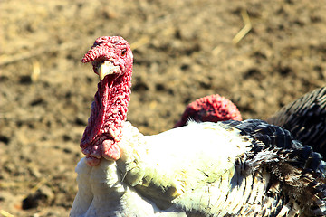 Image showing Turkey's head