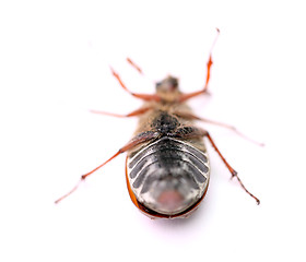 Image showing maybug