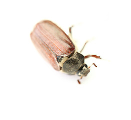 Image showing maybug