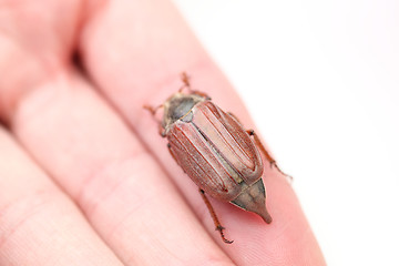 Image showing chafer