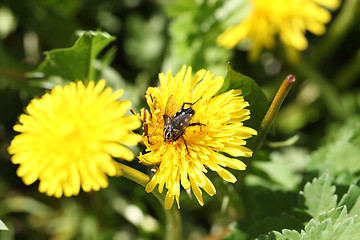 Image showing big fly