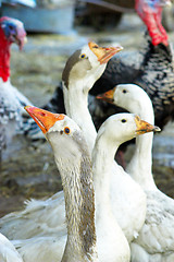 Image showing geese and turkeys 