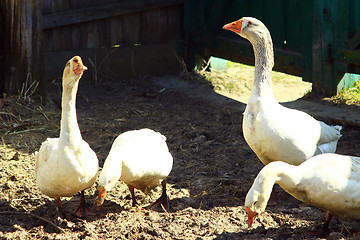 Image showing geese in the yard