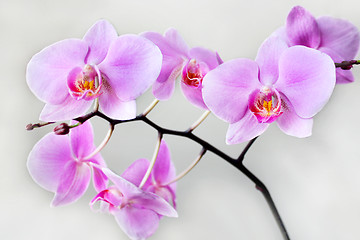 Image showing pink orchid