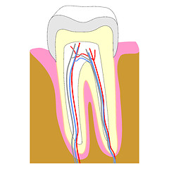 Image showing Tooth section